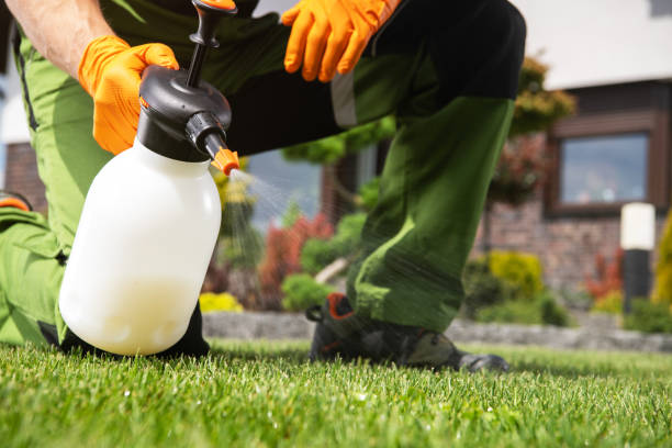 Best Ant Control Services  in Los Fresnos, TX