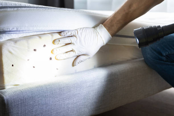 Professional Pest Control in Los Fresnos, TX