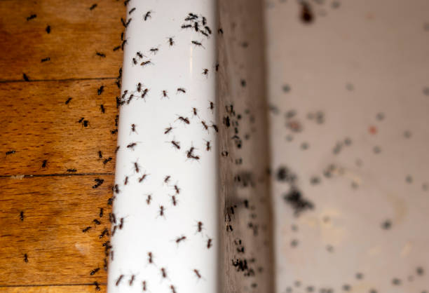 Best Insect Control  in Los Fresnos, TX