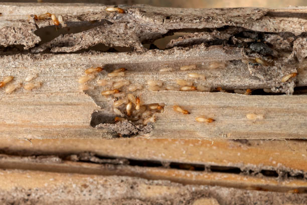 Best Pest Control Near Me  in Los Fresnos, TX